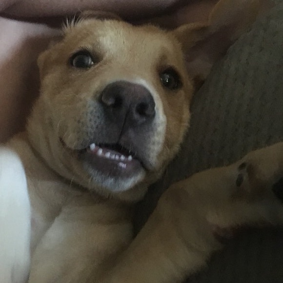 Meet your Posher, Sydney - Picture 1 of 1